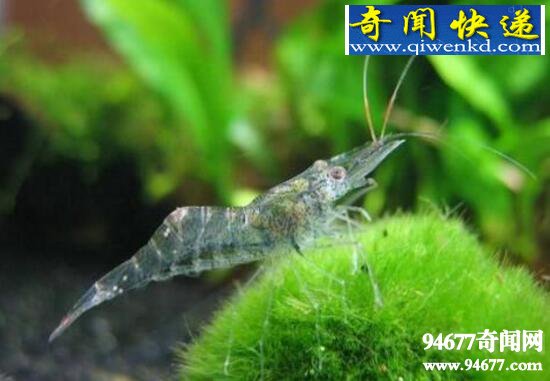 幽灵虾,鱼缸里的隐形清洁工