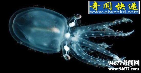 幽灵虾,鱼缸里的隐形清洁工