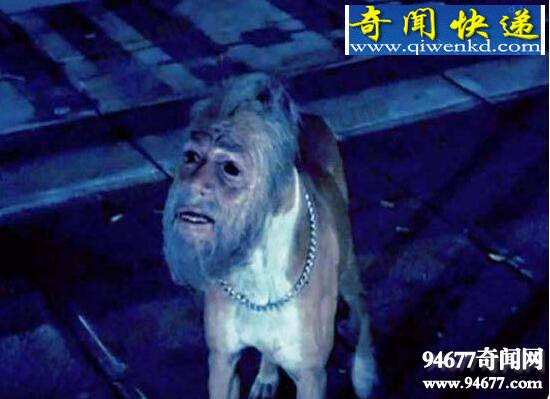 人面犬惊现美国,盘点诡异至极的人面动物