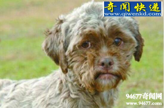 人面犬惊现美国,盘点诡异至极的人面动物