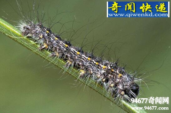 松毛虫蛹变美食,既防虫又能吃(一举两得)
