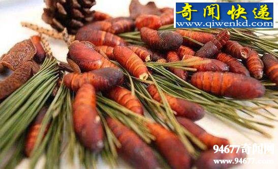 松毛虫蛹变美食,既防虫又能吃(一举两得)