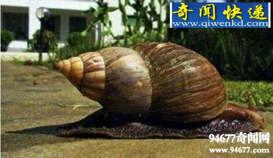 Σţ޴ţ(רũﻨ)