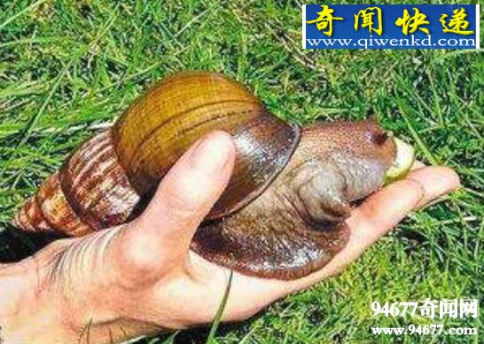 Σţ޴ţ(רũﻨ)