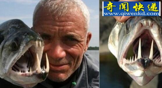世界上最恐怖的鱼,吸血鬼鱼(牙齿锋利敏目狰狞)