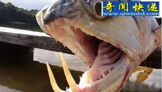 世界上最恐怖的鱼,吸血鬼鱼(牙齿锋利敏目狰狞)