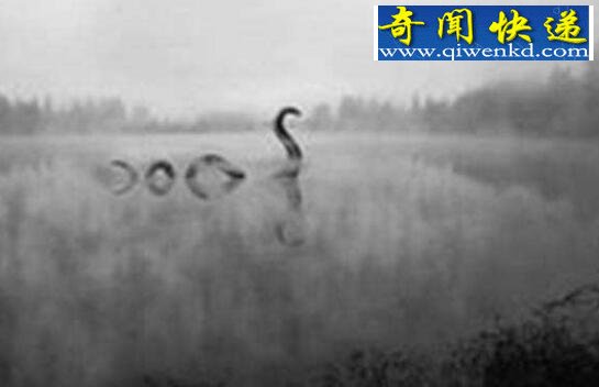 盘点世界十大深海巨兽,来自深海的十大怪物