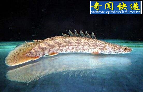 世界上最漂亮的恐龙王,鳄鱼恐龙王(绚丽多彩)