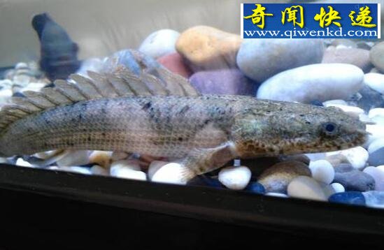 世界上最漂亮的恐龙王,鳄鱼恐龙王(绚丽多彩)