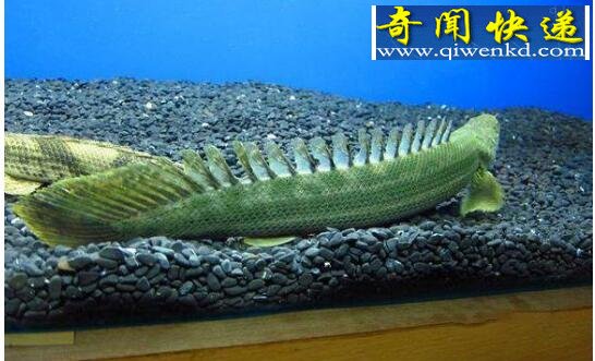 世界上最漂亮的恐龙王,鳄鱼恐龙王(绚丽多彩)