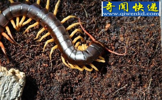 亚洲最大的蜈蚣,越南巨人蜈蚣(剧毒)