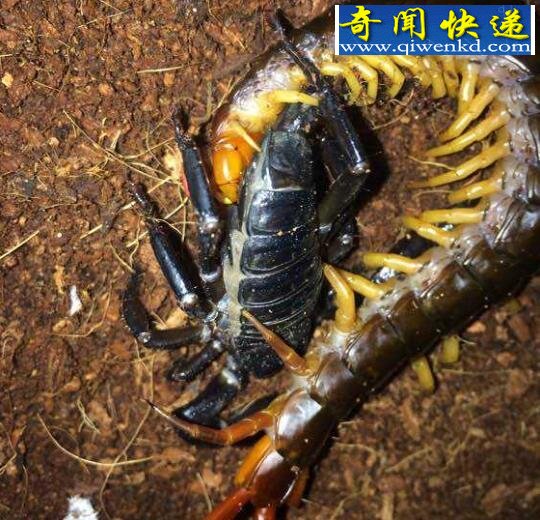 亚洲最大的蜈蚣,越南巨人蜈蚣(剧毒)