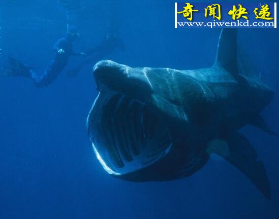 世界上最温和的鲨鱼,姥鲨(专吃浮游生物)