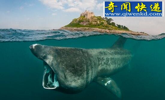 世界上最温和的鲨鱼,姥鲨(专吃浮游生物)
