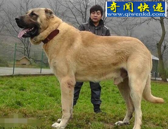 盘点世界上罕见的巨型犬,高大威猛安全感爆棚