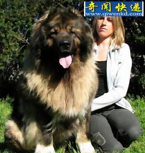 盘点世界上罕见的巨型犬,高大威猛安全感爆棚