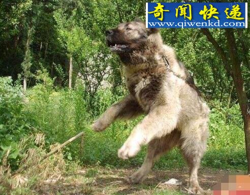 盘点世界上罕见的巨型犬,高大威猛安全感爆棚