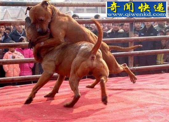 盘点世界上罕见的巨型犬,高大威猛安全感爆棚