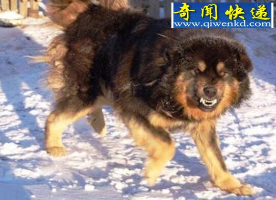 世界上最古老的山地犬,蒙古獒(性格温顺忠于主人)