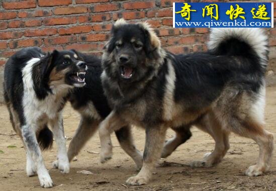 世界上最古老的山地犬,蒙古獒(性格温顺忠于主人)
