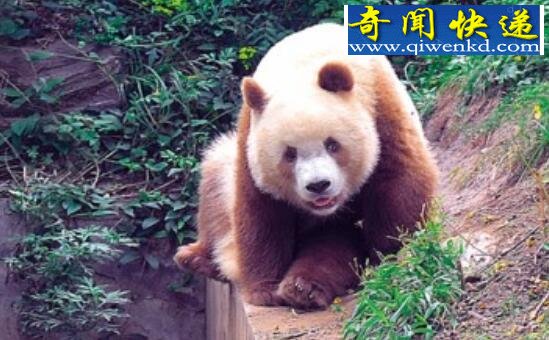 世界上最罕见的大熊猫,棕色大熊猫全世界仅5只(变异)