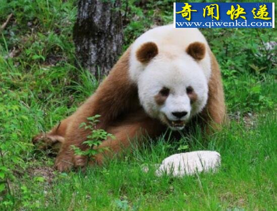 世界上最罕见的大熊猫,棕色大熊猫全世界仅5只(变异)