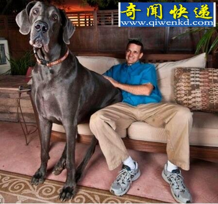 盘点十种世界最高大的狗,大丹狗比人还要高大(2.1米)