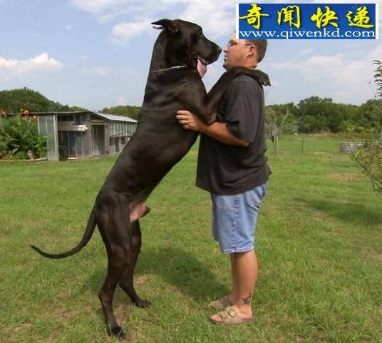 盘点十种世界最高大的狗,大丹狗比人还要高大(2.1米)
