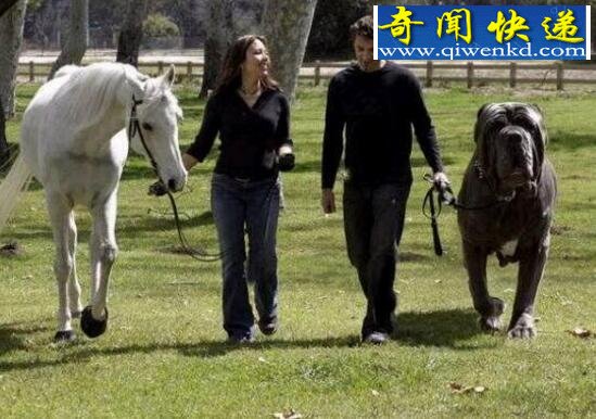 盘点十种世界最高大的狗,大丹狗比人还要高大(2.1米)