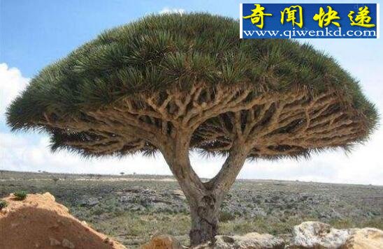 盘点世界上奇异的植物,完全颠覆你的三观