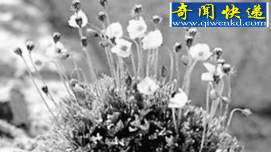 盘点世界上奇异的植物,完全颠覆你的三观
