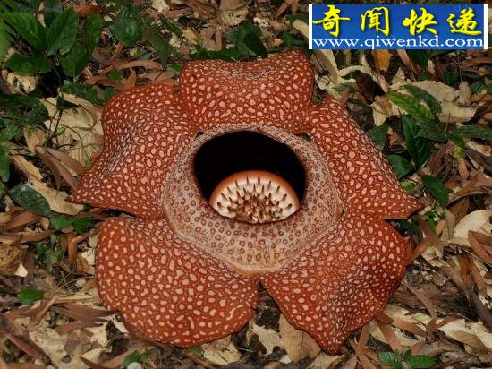 世界上最大的花,尸香大王花(花径1米)