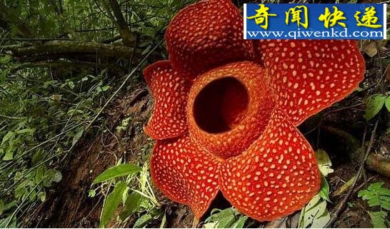 世界上最大的花,尸香大王花(花径1米)