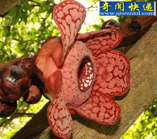 世界上最大的花,尸香大王花(花径1米)