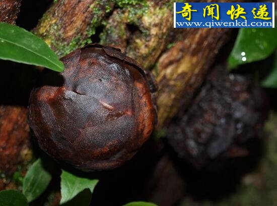 世界上最大的花,尸香大王花(花径1米)