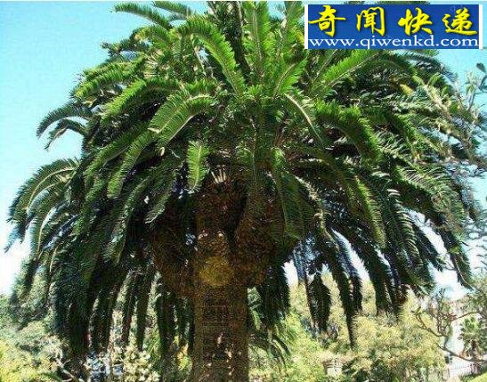 全球十大稀有植物,繁殖竟要靠克隆(仅有一株)