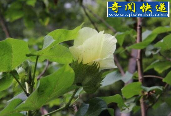 全球十大稀有植物,繁殖竟要靠克隆(仅有一株)