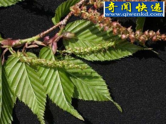 全球十大稀有植物,繁殖竟要靠克隆(仅有一株)