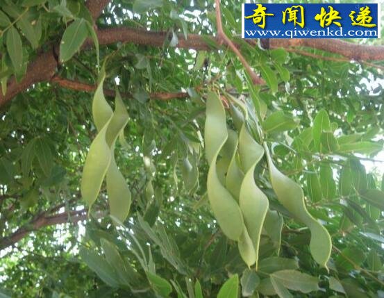 全球十大稀有植物,繁殖竟要靠克隆(仅有一株)