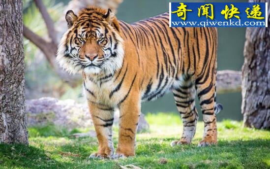 世界上最稀有动物有哪些,苏门答腊虎全球仅剩20只