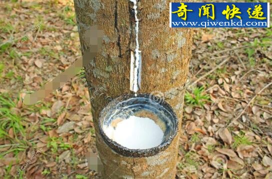 世界上最神奇的树,牛奶树竟流出牛奶(直接饮用)
