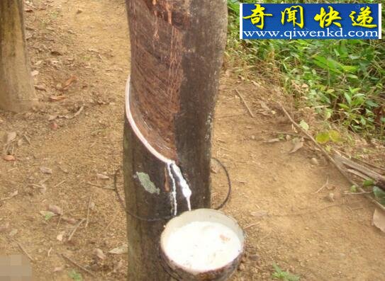 世界上最神奇的树,牛奶树竟流出牛奶(直接饮用)