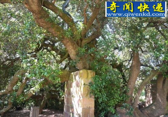 世界上最神奇的树,牛奶树竟流出牛奶(直接饮用)