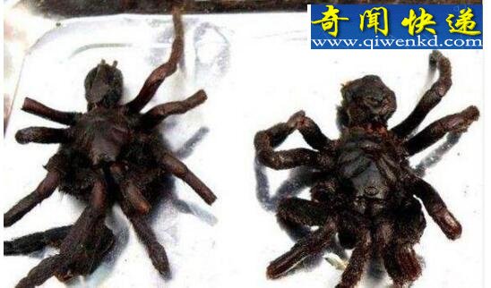 世界上最恶心的食物,看完不要吐(蜘蛛老鼠发霉乳酪)