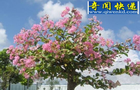 世界上最敏感的树,紫薇树图片大全