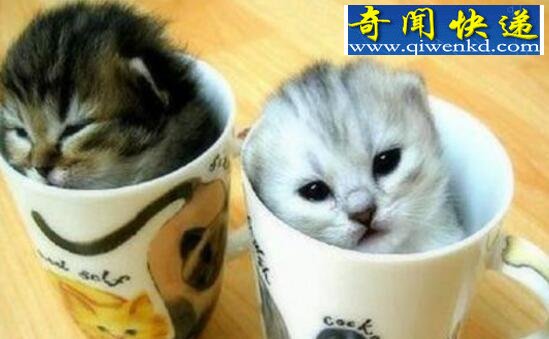 世界上最小的猫,茶杯猫图片大全