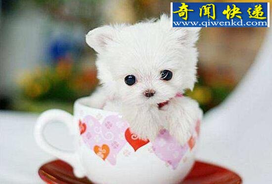 世界上最小的猫,茶杯猫图片大全
