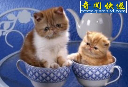 世界上最小的猫,茶杯猫图片大全