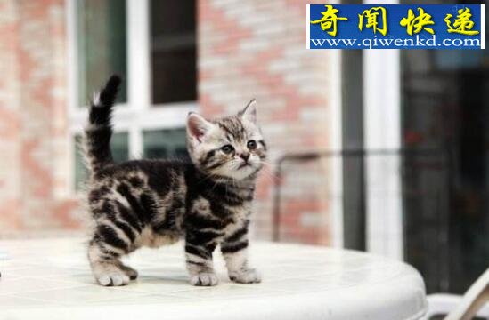 世界上最小的猫,茶杯猫图片大全