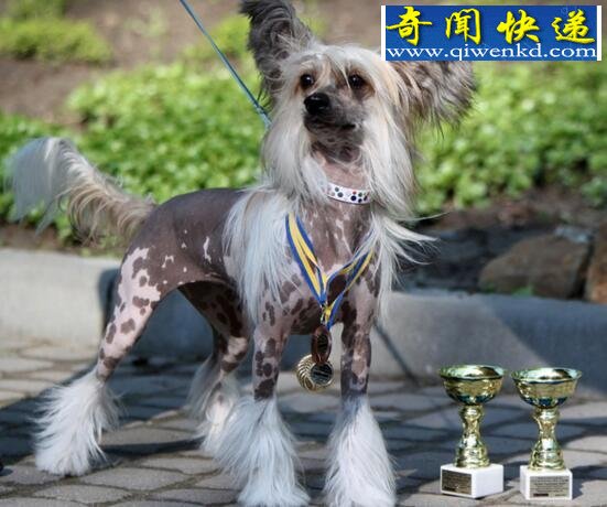 中国裸体犬,中国冠毛犬图片(花色无毛的玩具犬)